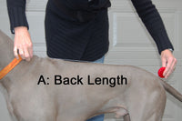 Thumbnail for FREE Sizing Consultation