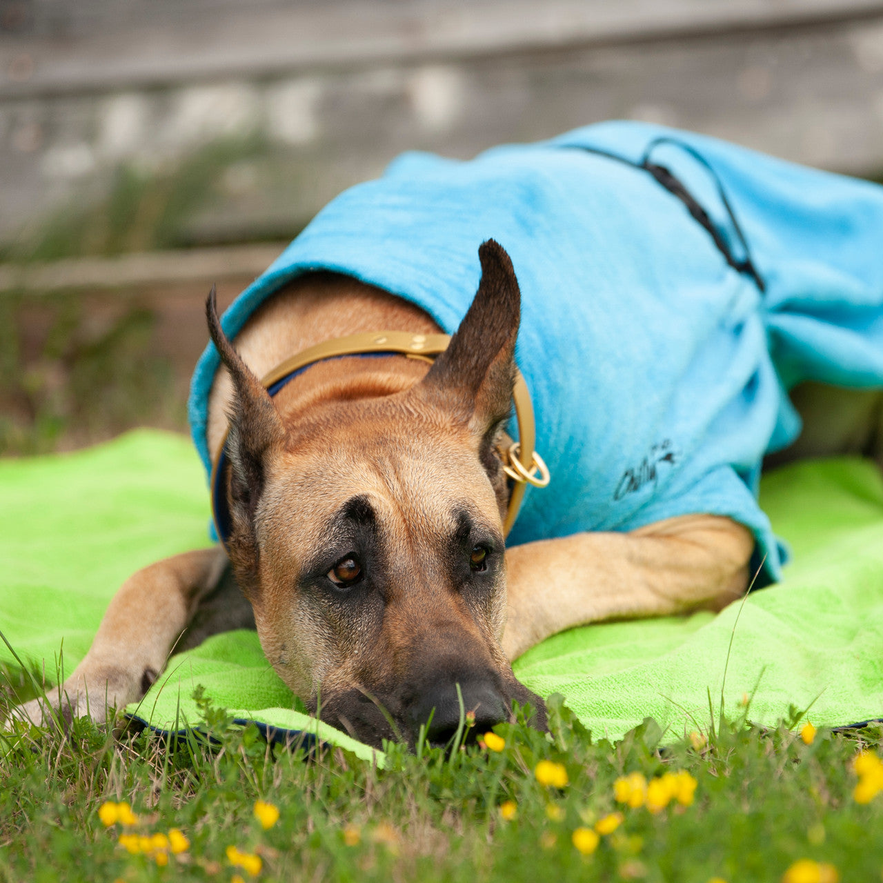 Great Dane lying on the Soaker Blanket to dry off