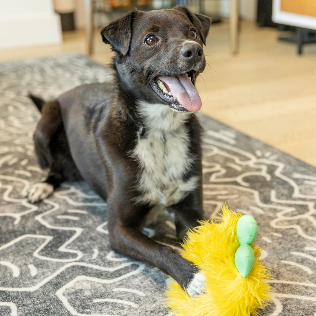 West Paw Rowdies - Sven