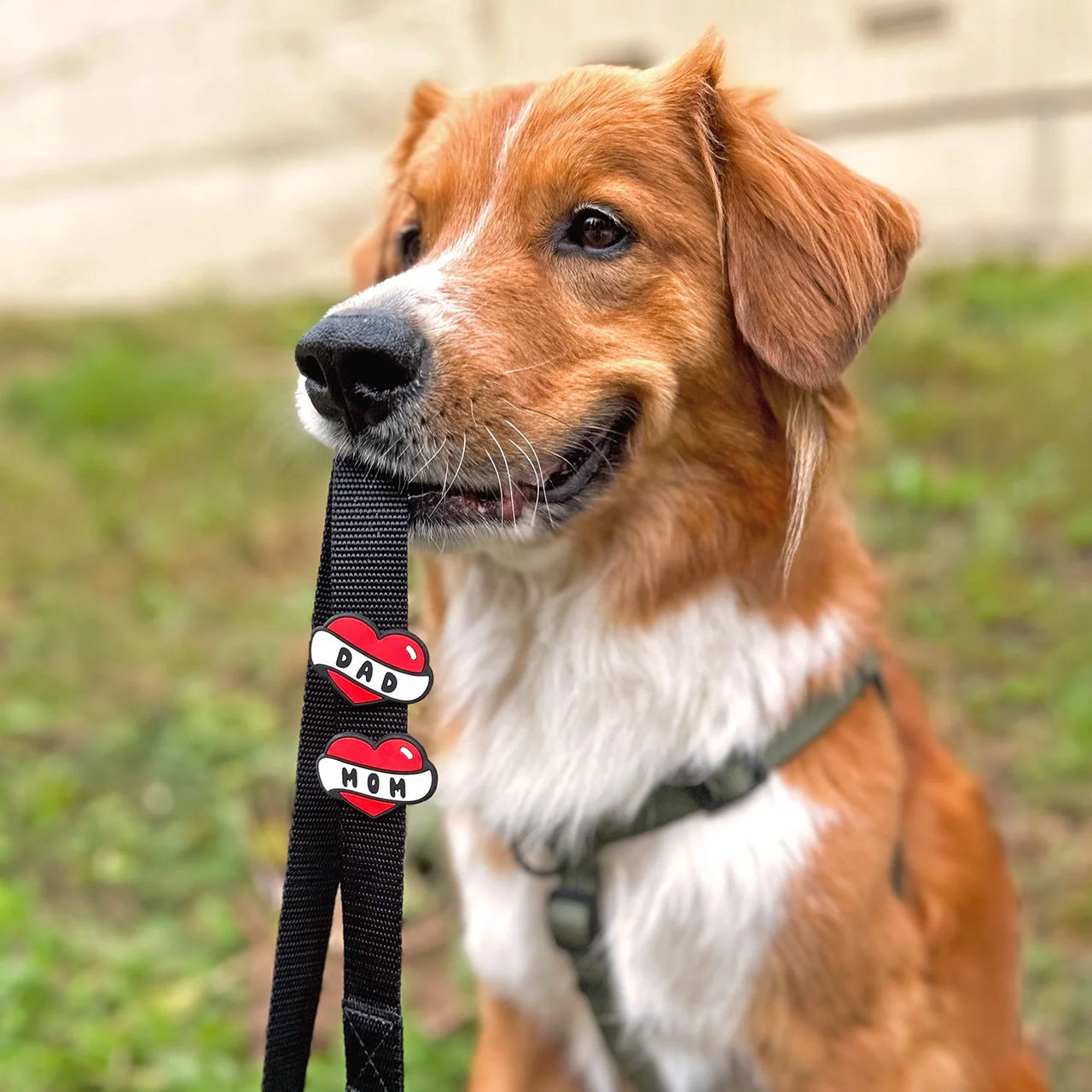 Jiby Dog Crew - Pumpkin Charm