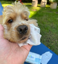 Thumbnail for Cruelty free hypoallergenic pet wipes for dogs