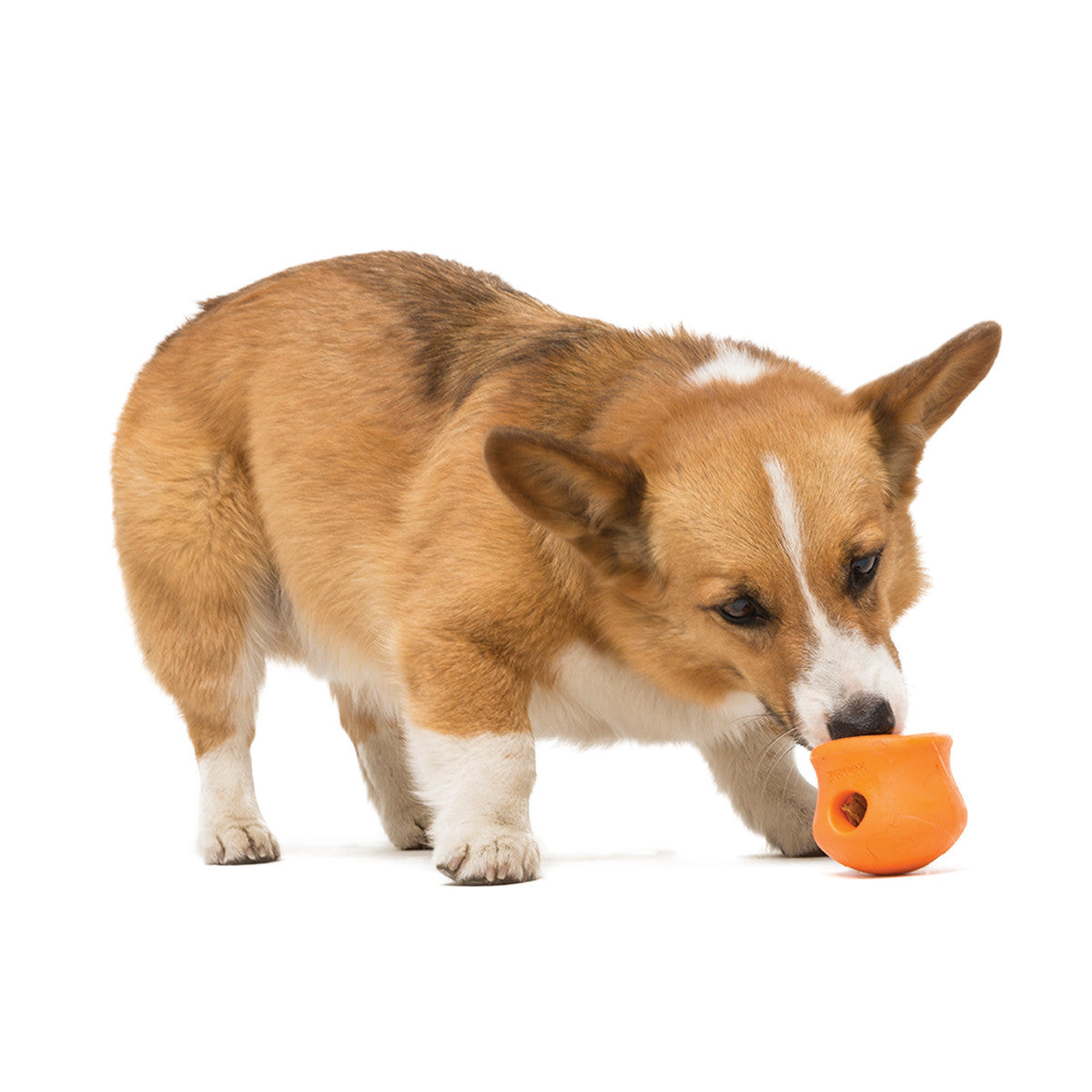 Corgi playing with West Paw Toppl dog toy