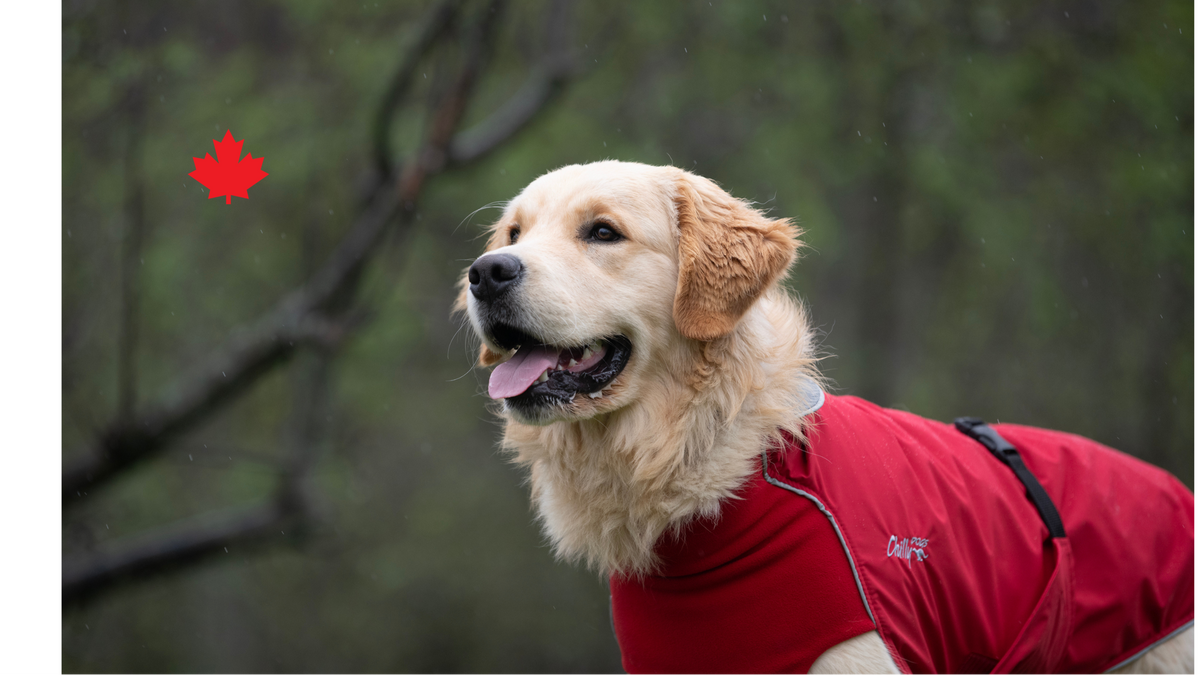 Join the Pack & Earn Rewards