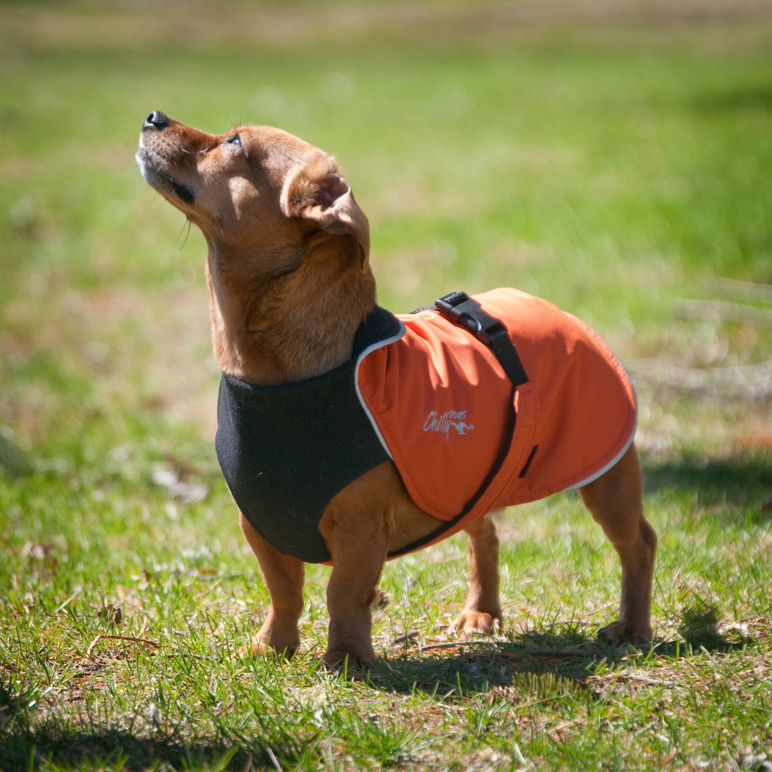 Spring Cleaning: Your Dog Coat Care Guide