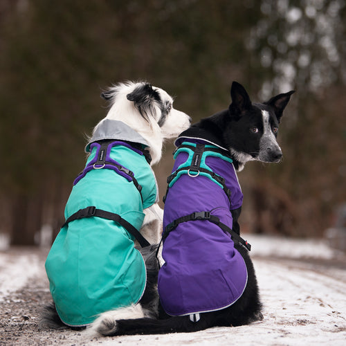 Can My Chilly Dogs Coat Be Worn With a Harness?