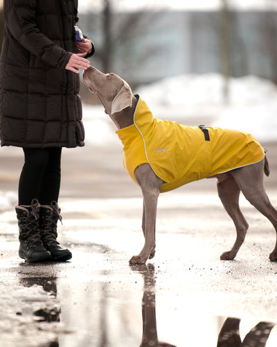 Does My Dog Need a Rain Coat? The Answer May Surprise You!