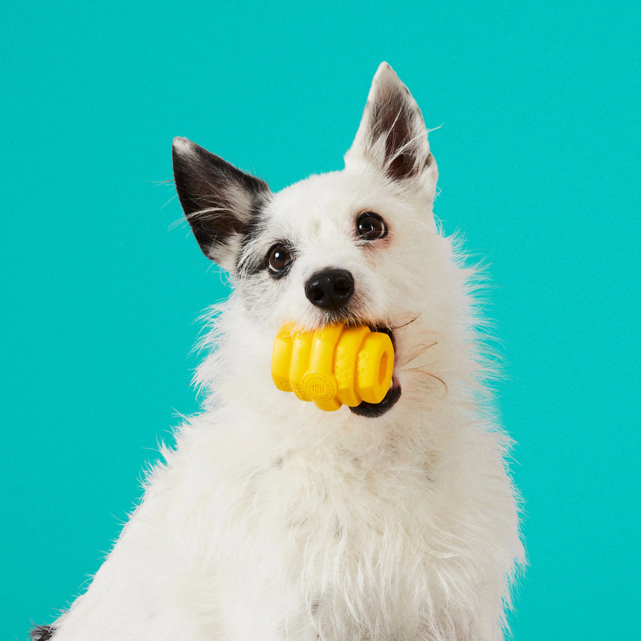 Hive Durable Chew Toy for Small Dogs