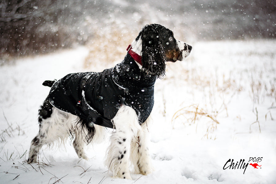 Dog wearing a Chilly Dogs winter coat standing in the snow