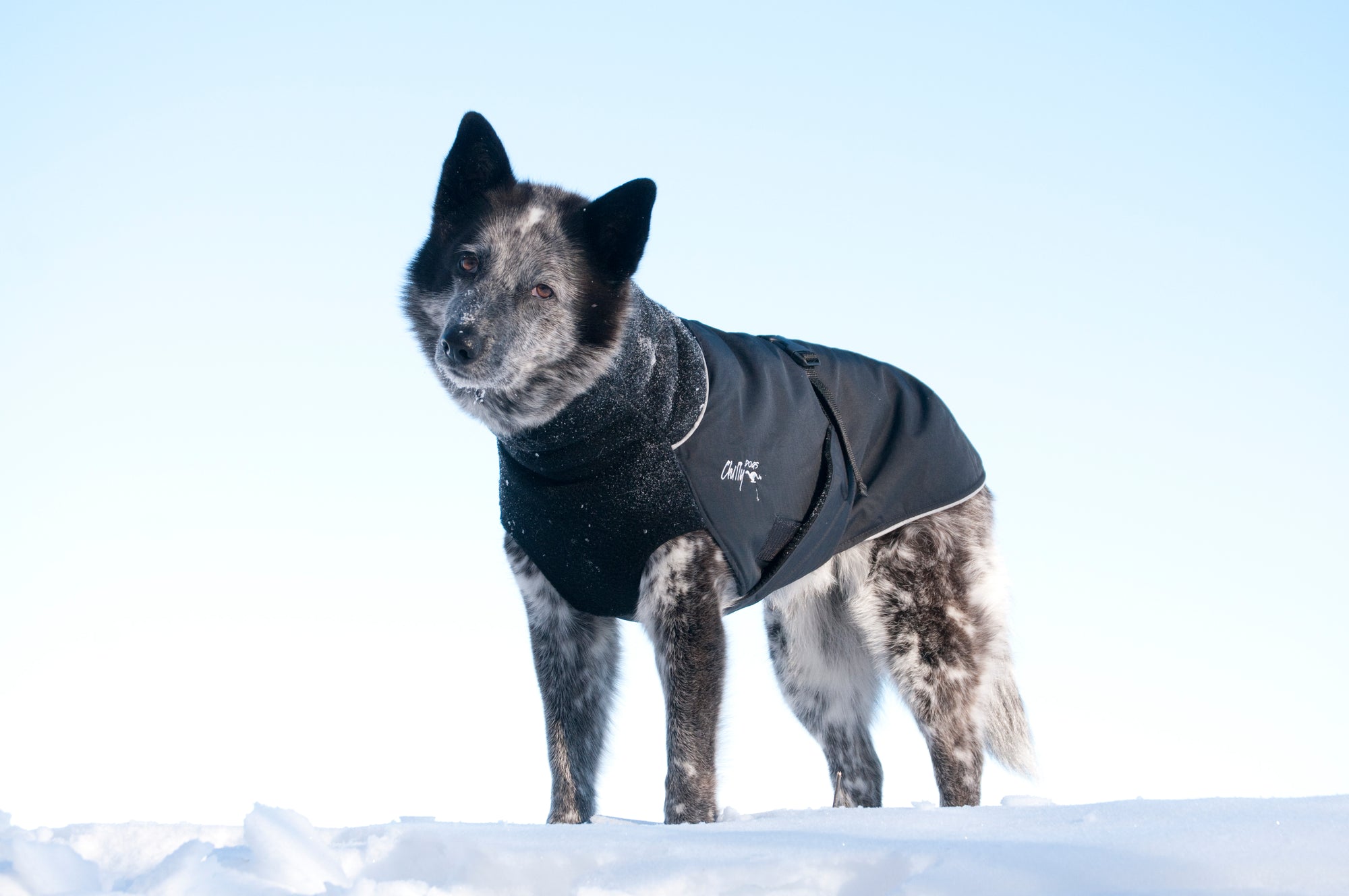 Dog wearing a Chilly Dogs Great White North winter coat and Muttluks boots in the snow