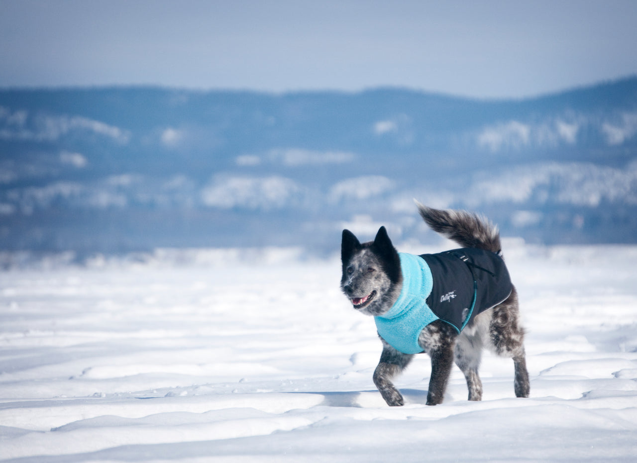 Great White North Broad & Burly - LIGHTLY LOVED