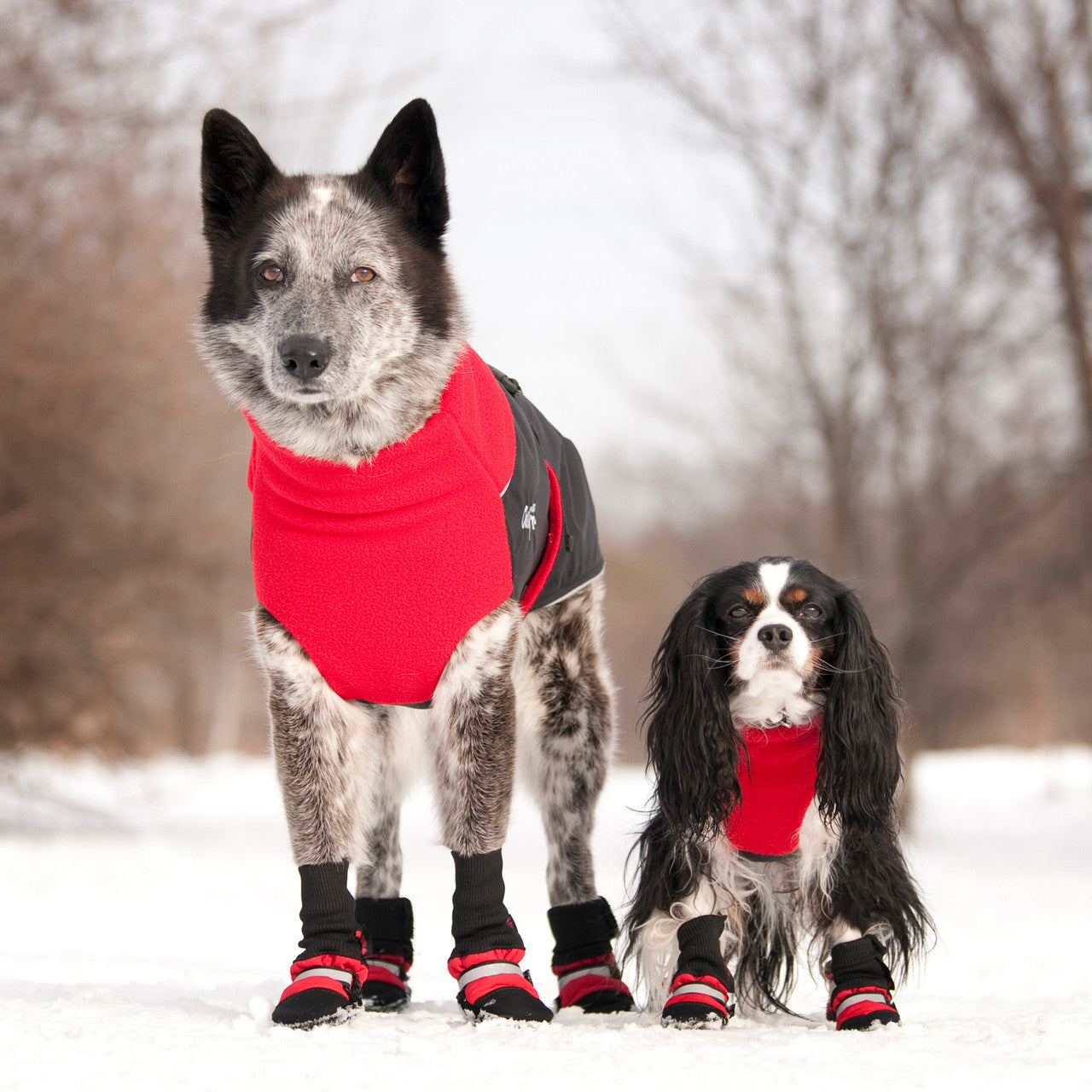 Two dogs wearing Red Muttluks dog boots with matching red Great White North coat.