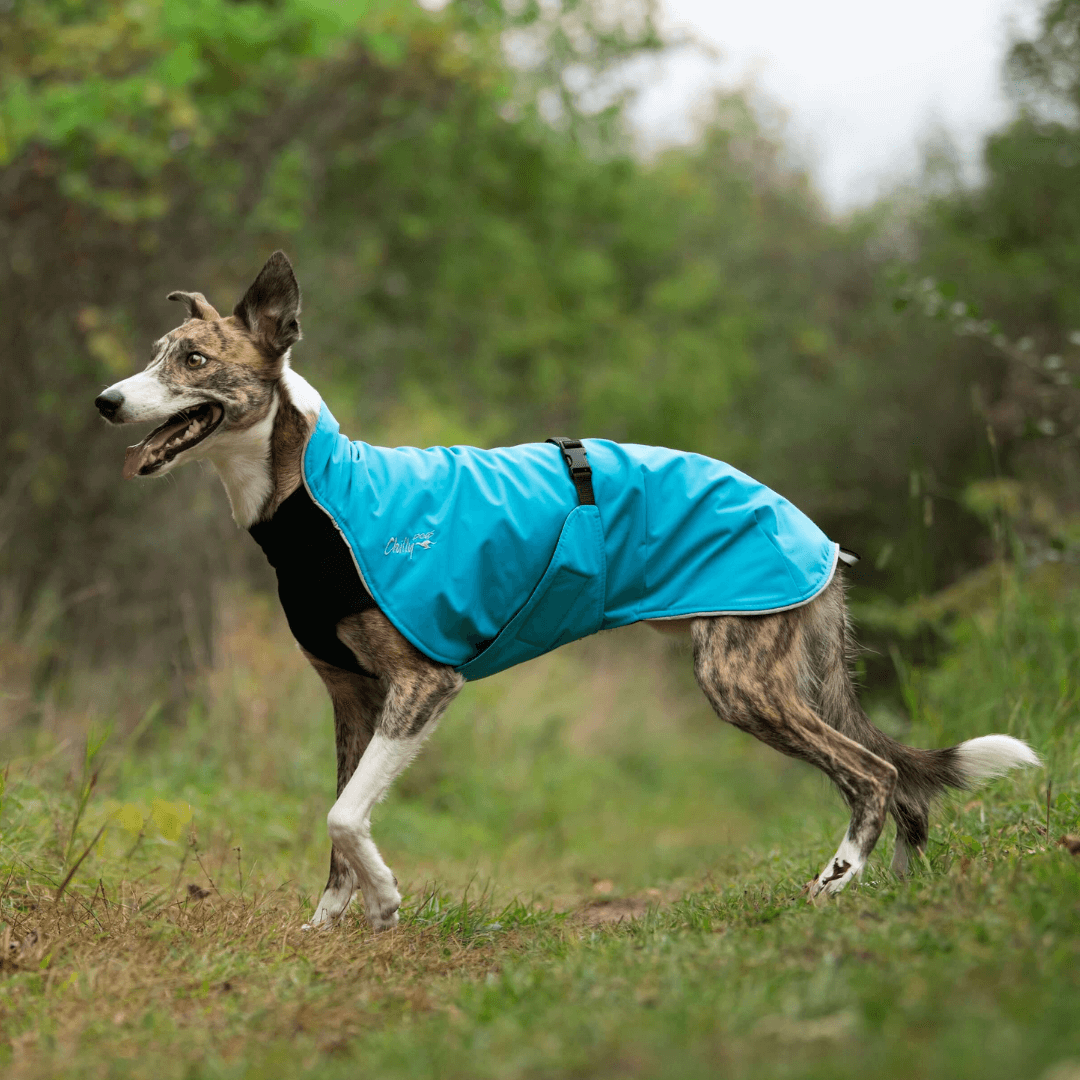 New Colours! Alpine Blazer 3-Season Dog Coat