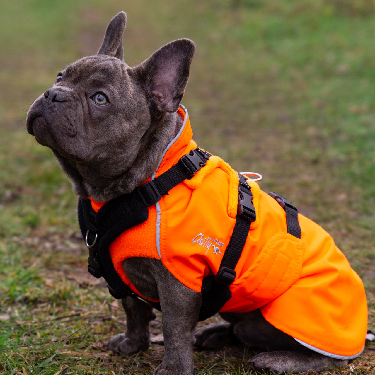 French Bulldog wearing a Blaze Orange Harbour Slicker with matching Orange 20mm Perfect Fit Harness