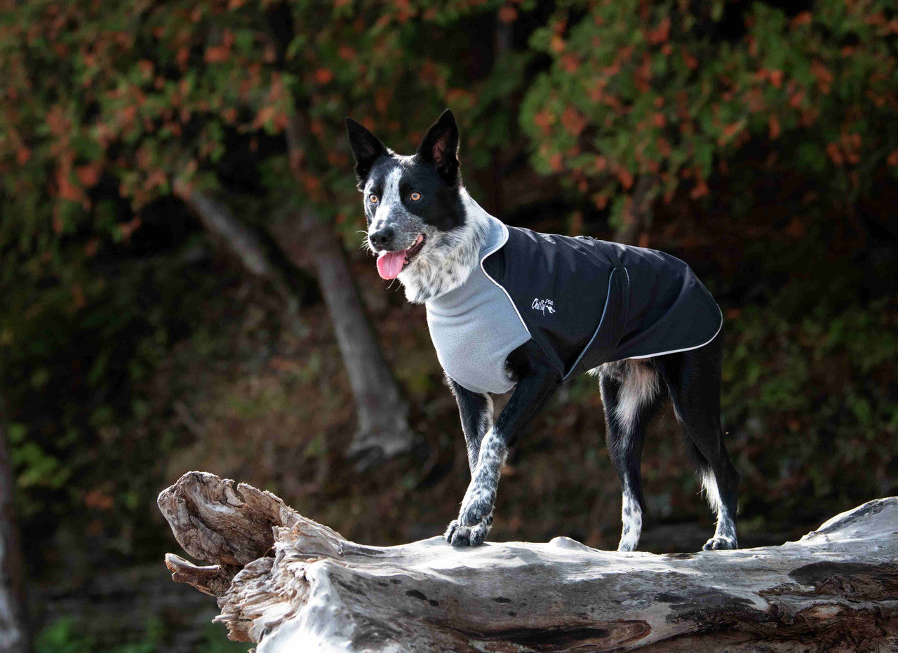 Border Collie dog wearing Chilly Dogs Alpine Blazer in Black and Grey