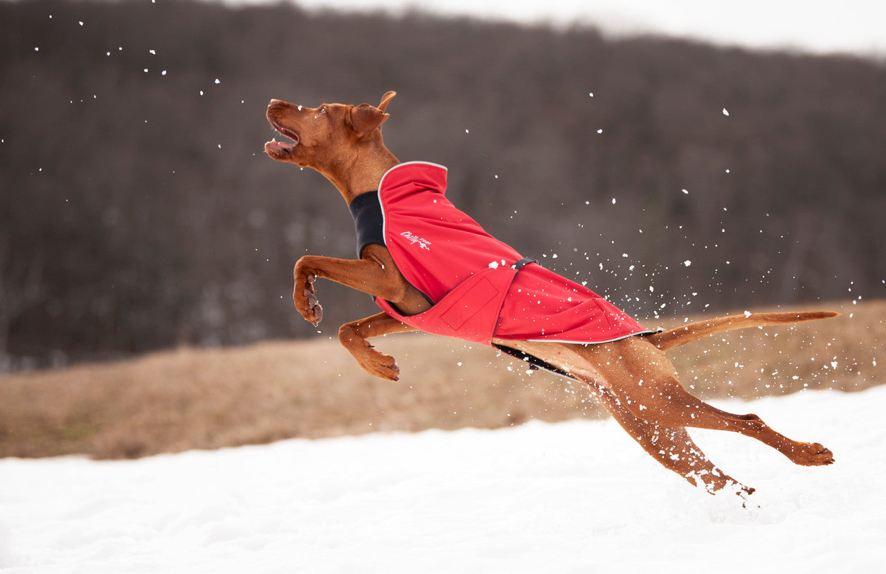 Vizsla jumping and playing in the Alpine Blazer in Red