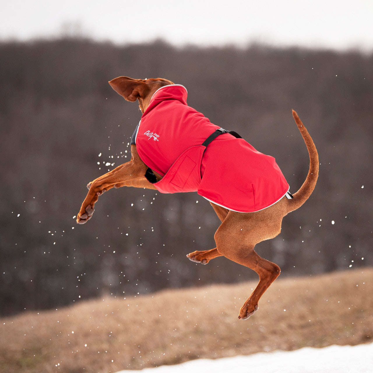 Vizsla jumping and playing in the Alpine Blazer in Red