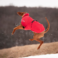 Thumbnail for Vizsla jumping and playing in the Alpine Blazer in Red