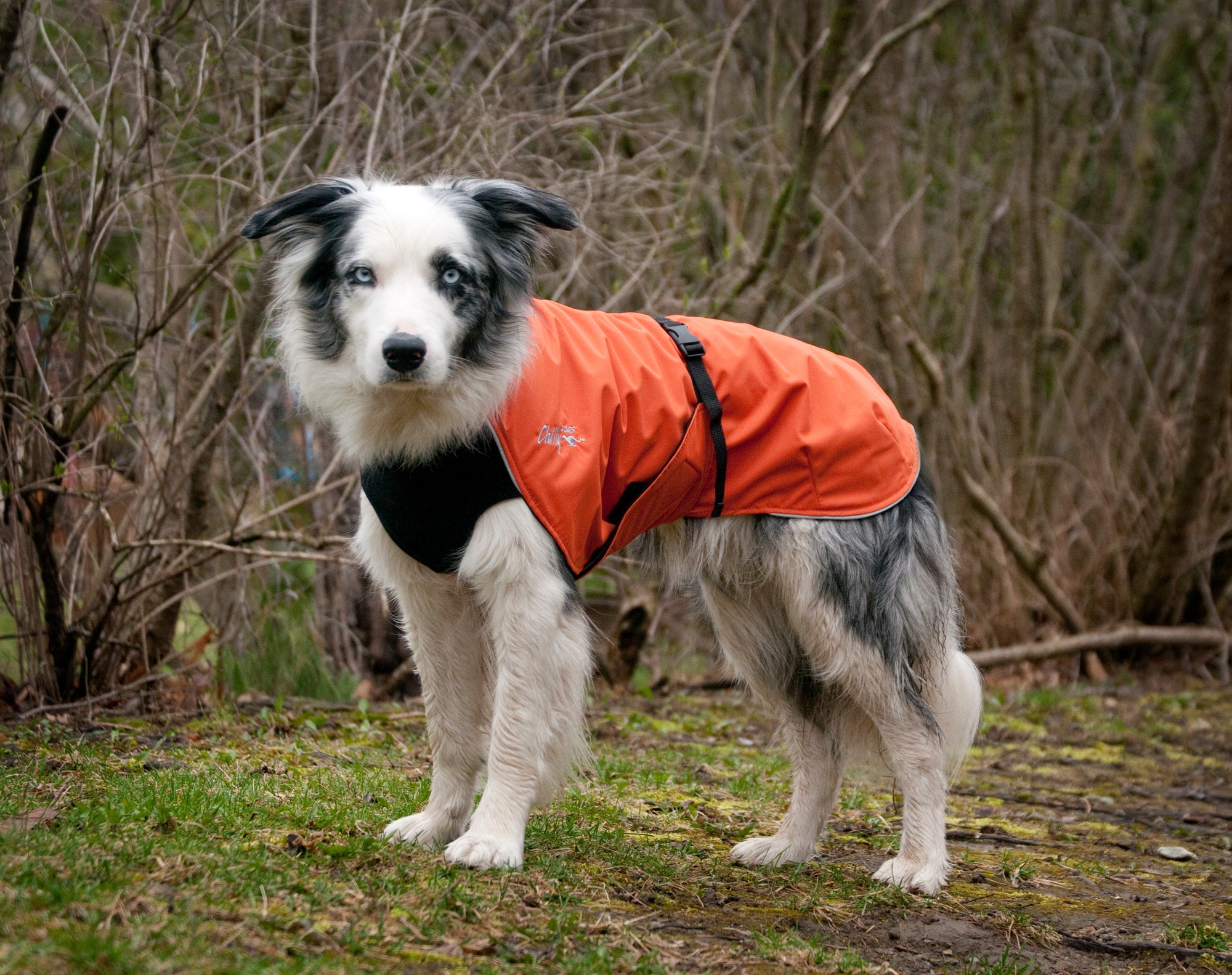 Dog wearing a Chilly Dogs Alpine Blazer on a fall trail