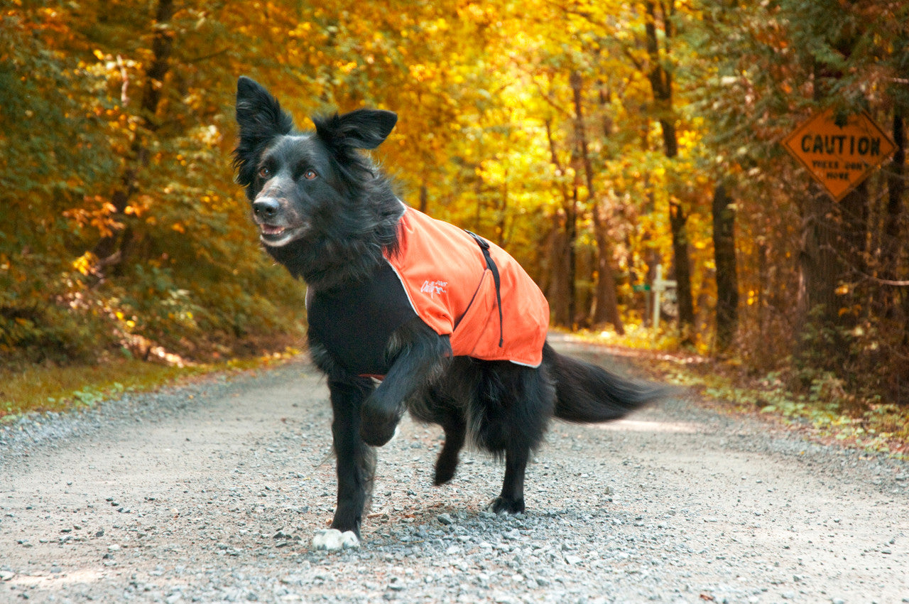 Border collie mix wearing the Alpine Blazer in Burnt Orange