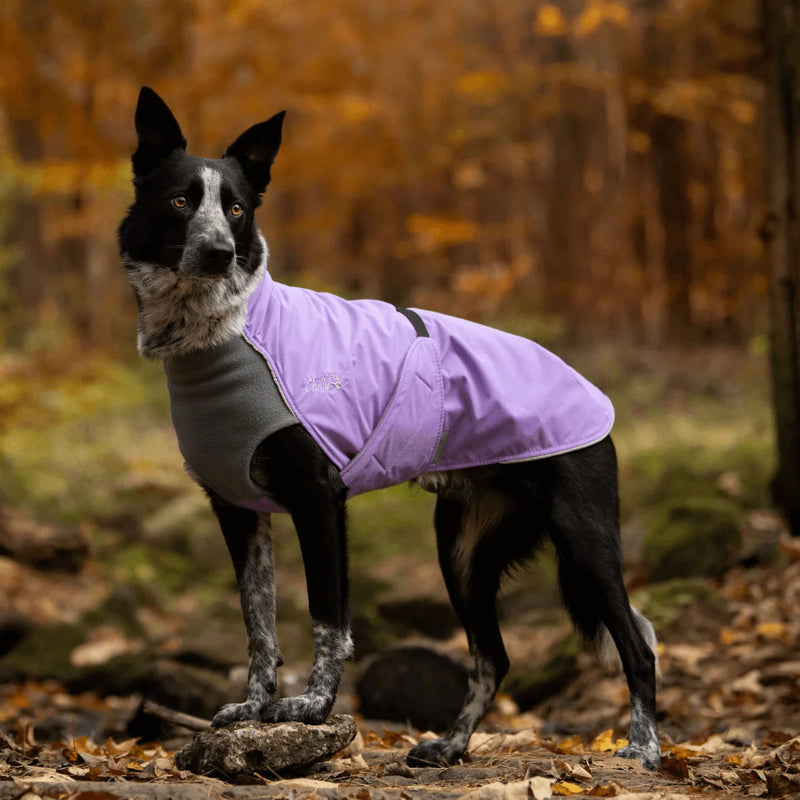 Chilly Dogs Alpine Blazer midweight dog jacket for fall walks