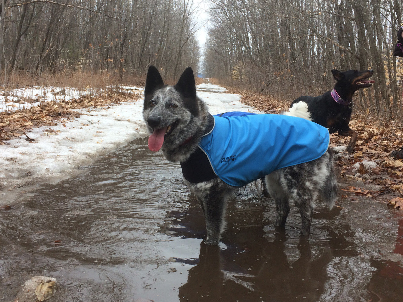 Rain Slicker - Standard 8 - Blue Jay