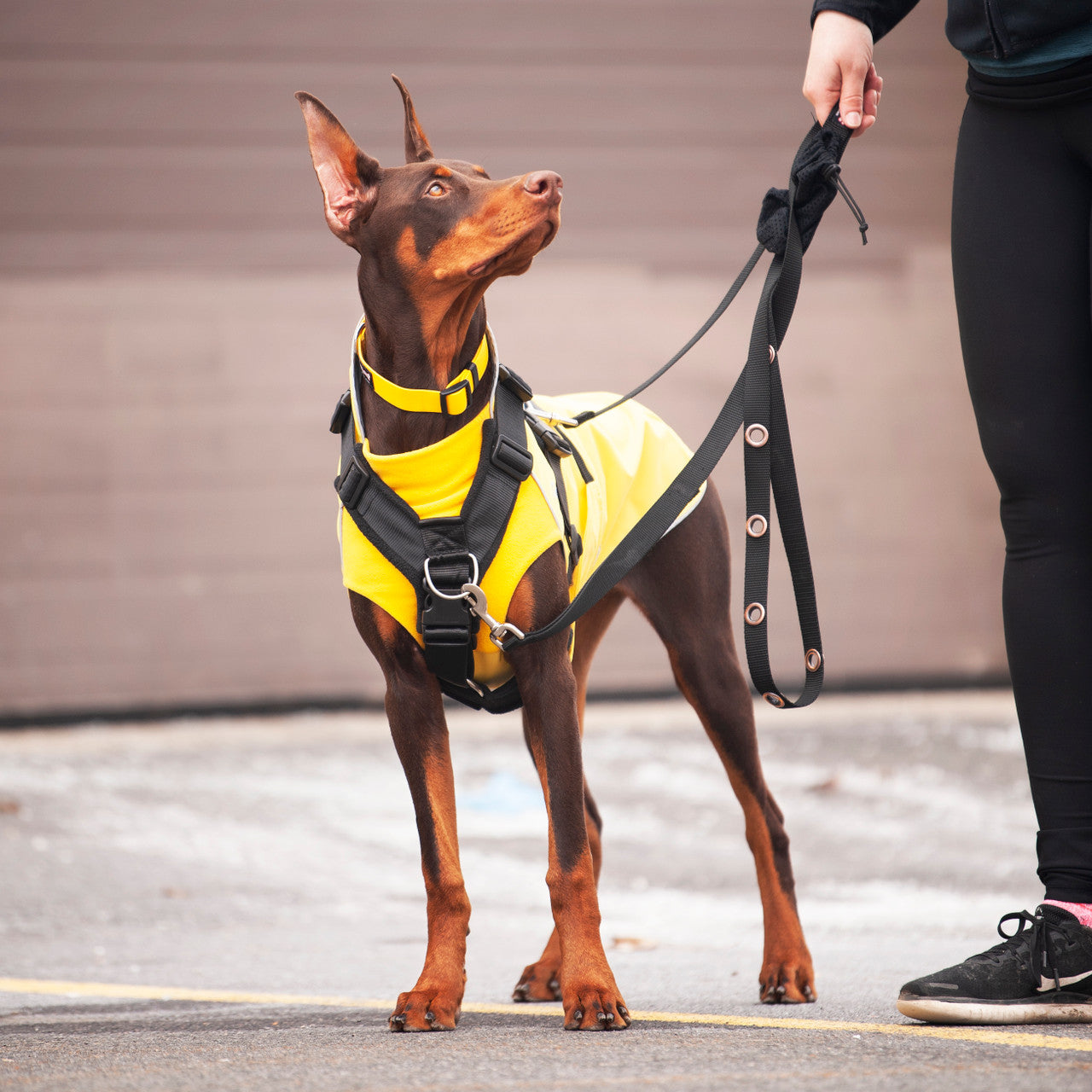 Doberman wearing a Yellow Harbour Slicker with a 40mm Perfect Fit Harness over top with leash attached to the front and back.