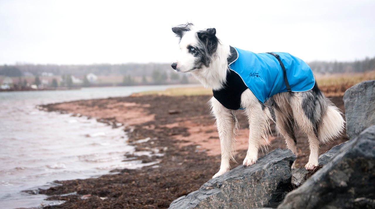 Harbour Slicker Blue Jay - LAST CHANCE!