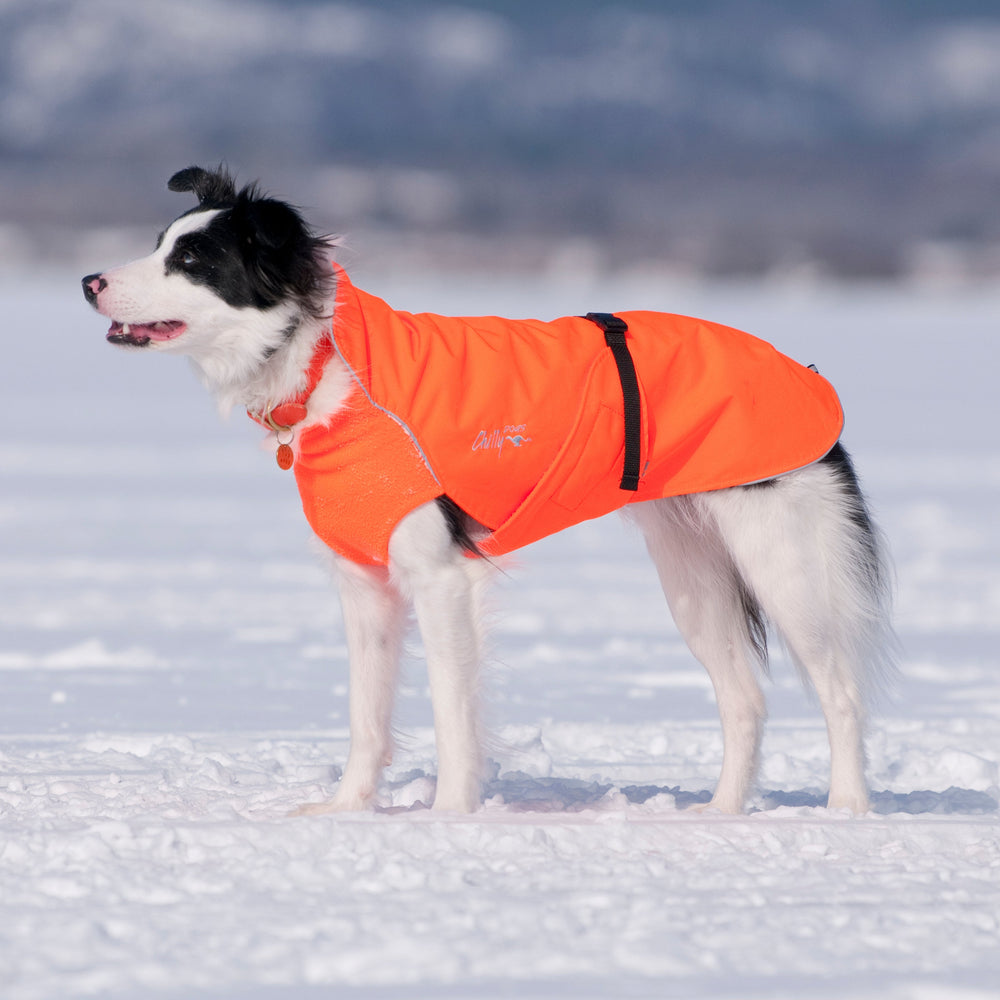 Northern Blazer in Blaze Orange