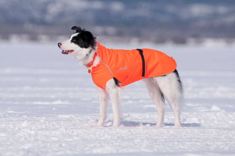 Chilly Dogs Northern Blazer winter hybrid dog coat for late fall and variable winter weather