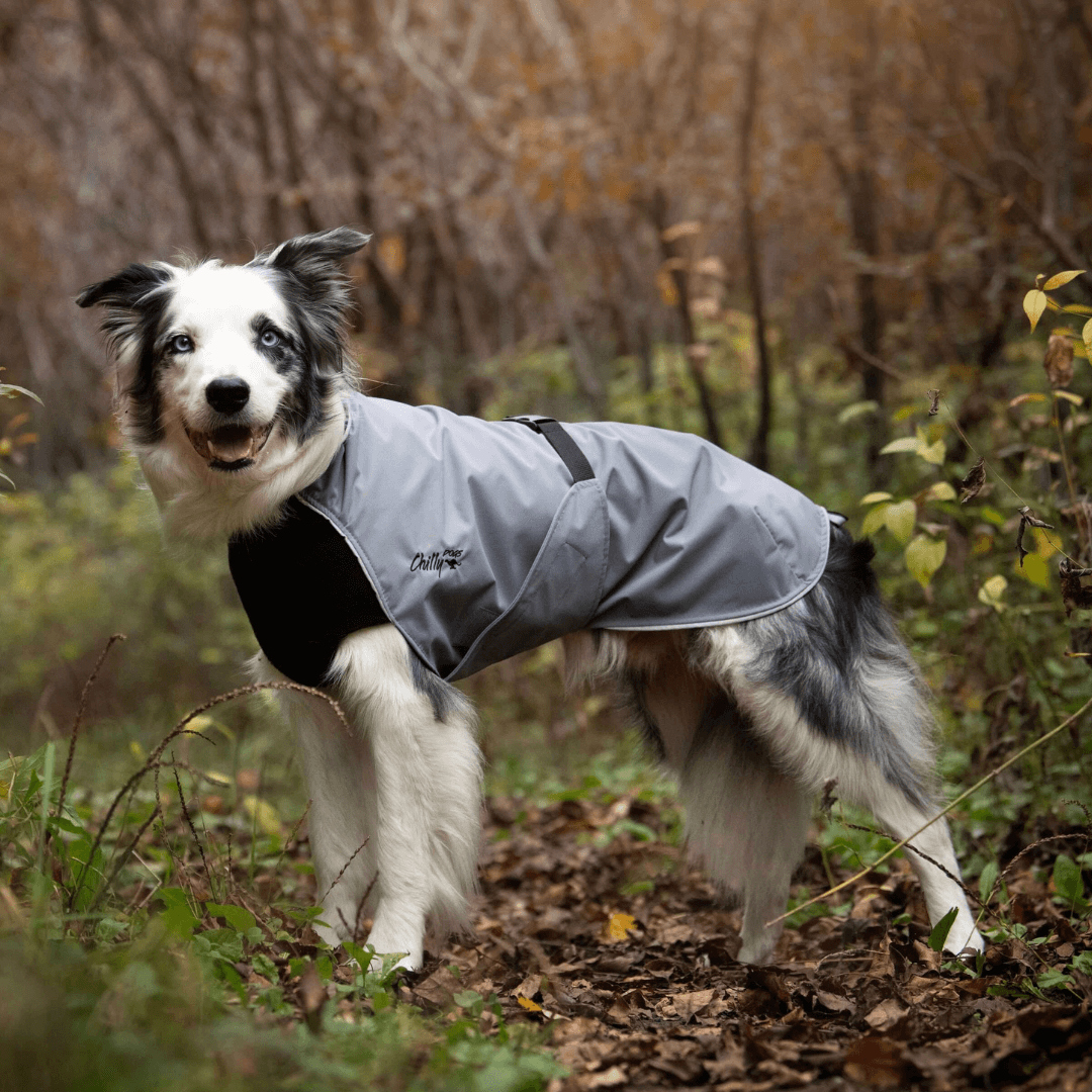 New Colours! Harbour Slicker Dog Rain Coat