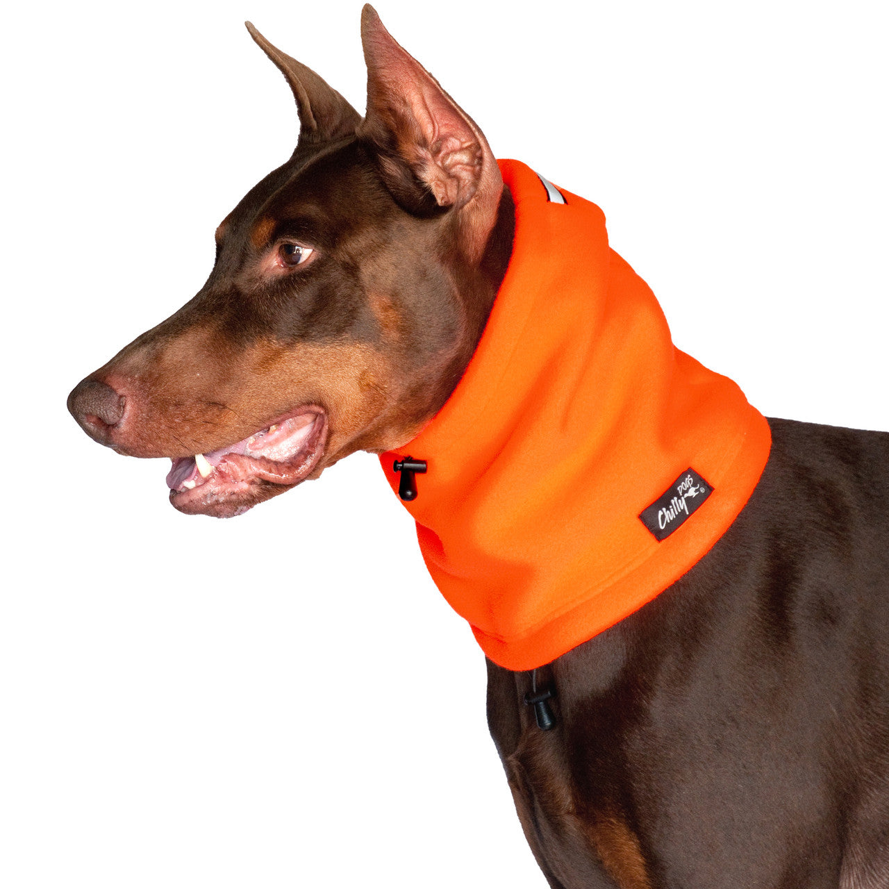 Doberman dog wearing the Head Muff in Blaze Orange around it's neck for visibility