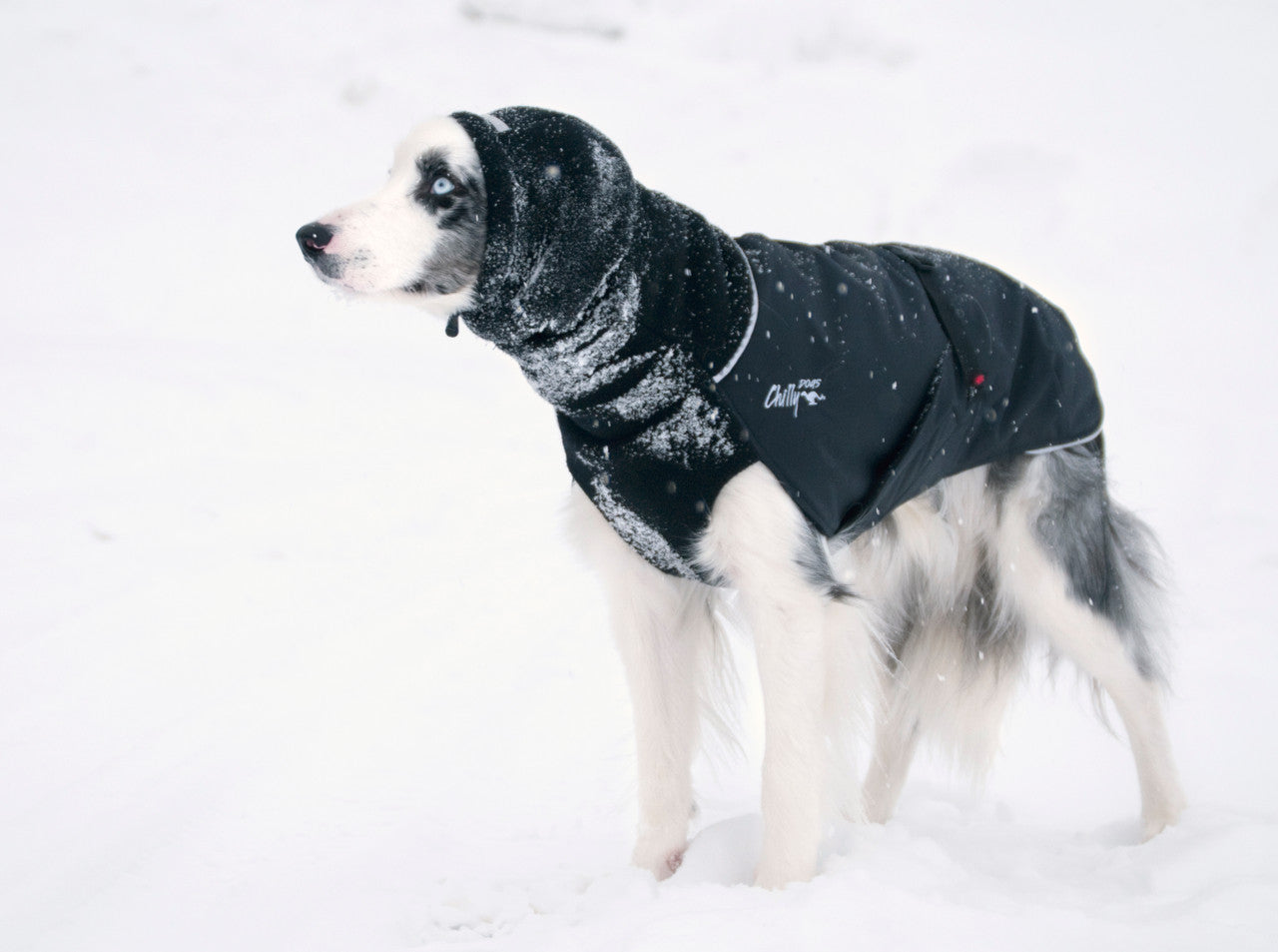 Border Collie wearing a Head Muff in black with matching Great White North