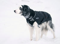 Thumbnail for Border Collie wearing a Head Muff in black with matching Great White North