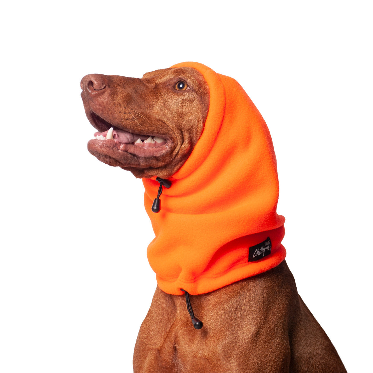 Vizsla dog wearing the Head Muff in Blaze Orange