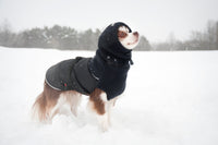 Thumbnail for Chihuahua wearing the Black Head Muff and matching Great White North