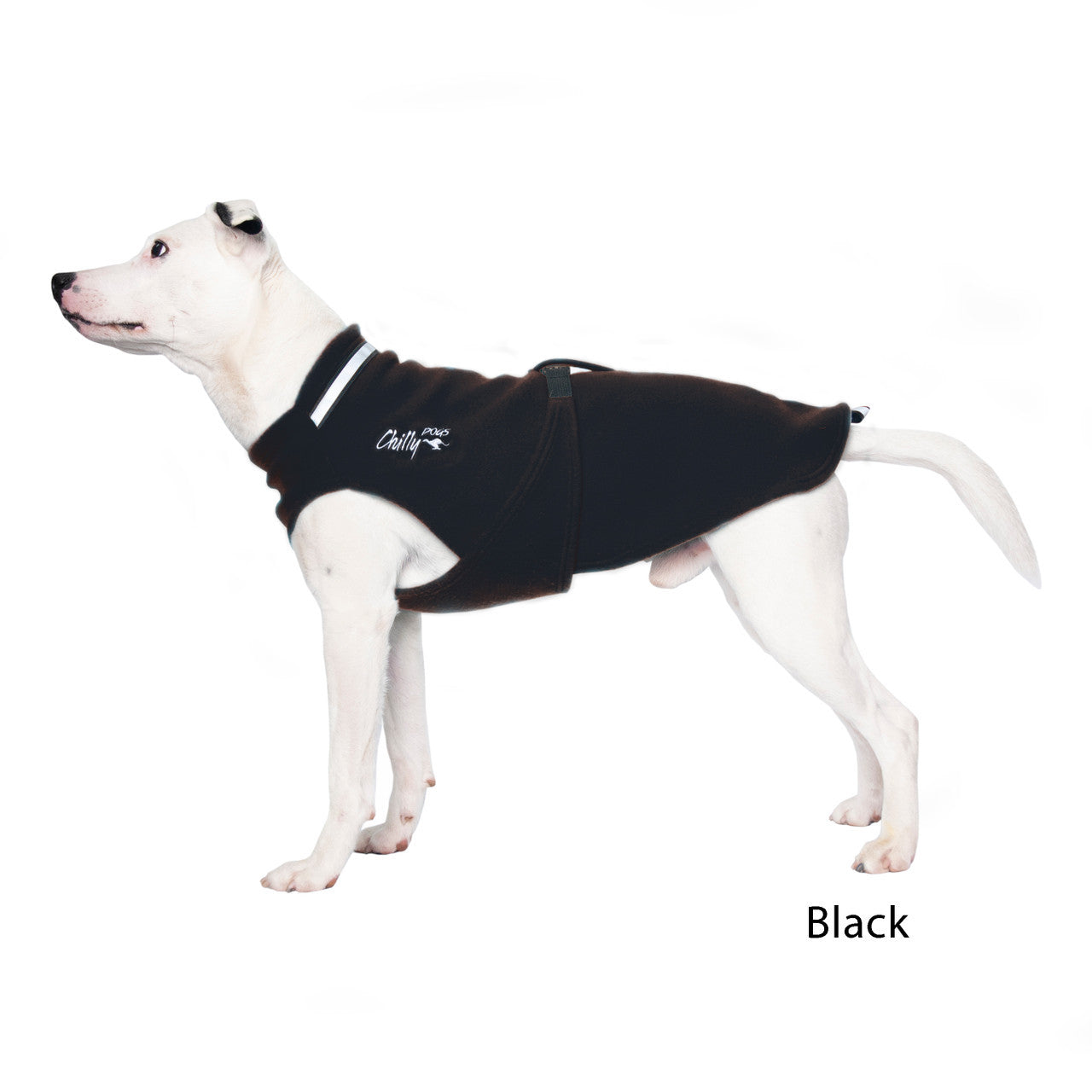 Small  white dog wearing the Chilly Sweater in Black.