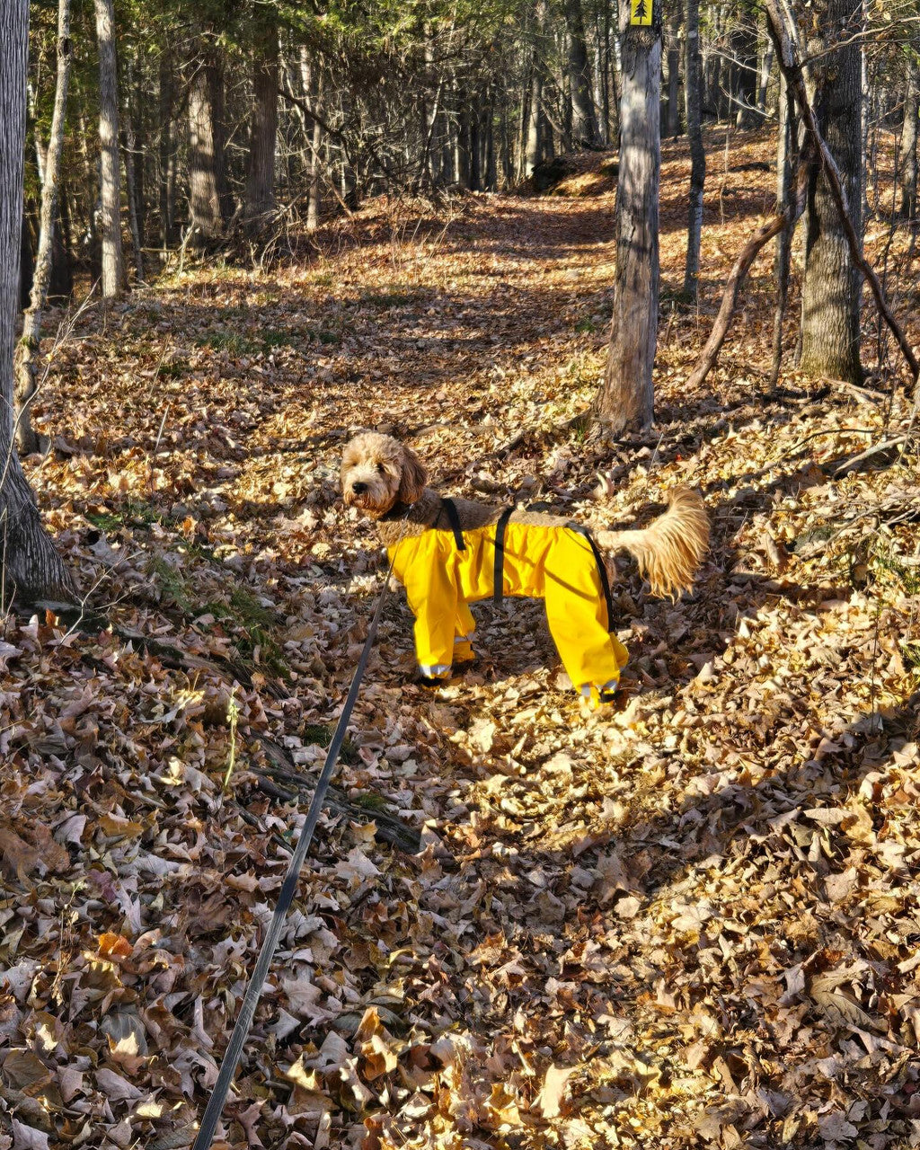 Muddy Mutts Underbody Raincoat for Dogs