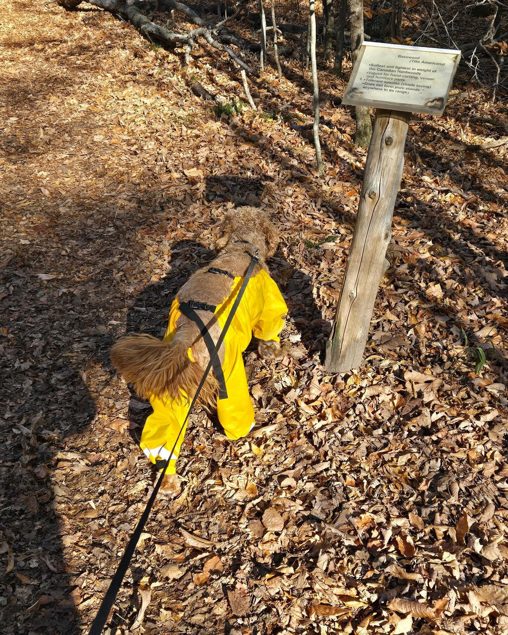 Muddy Mutts Underbody Raincoat for Dogs