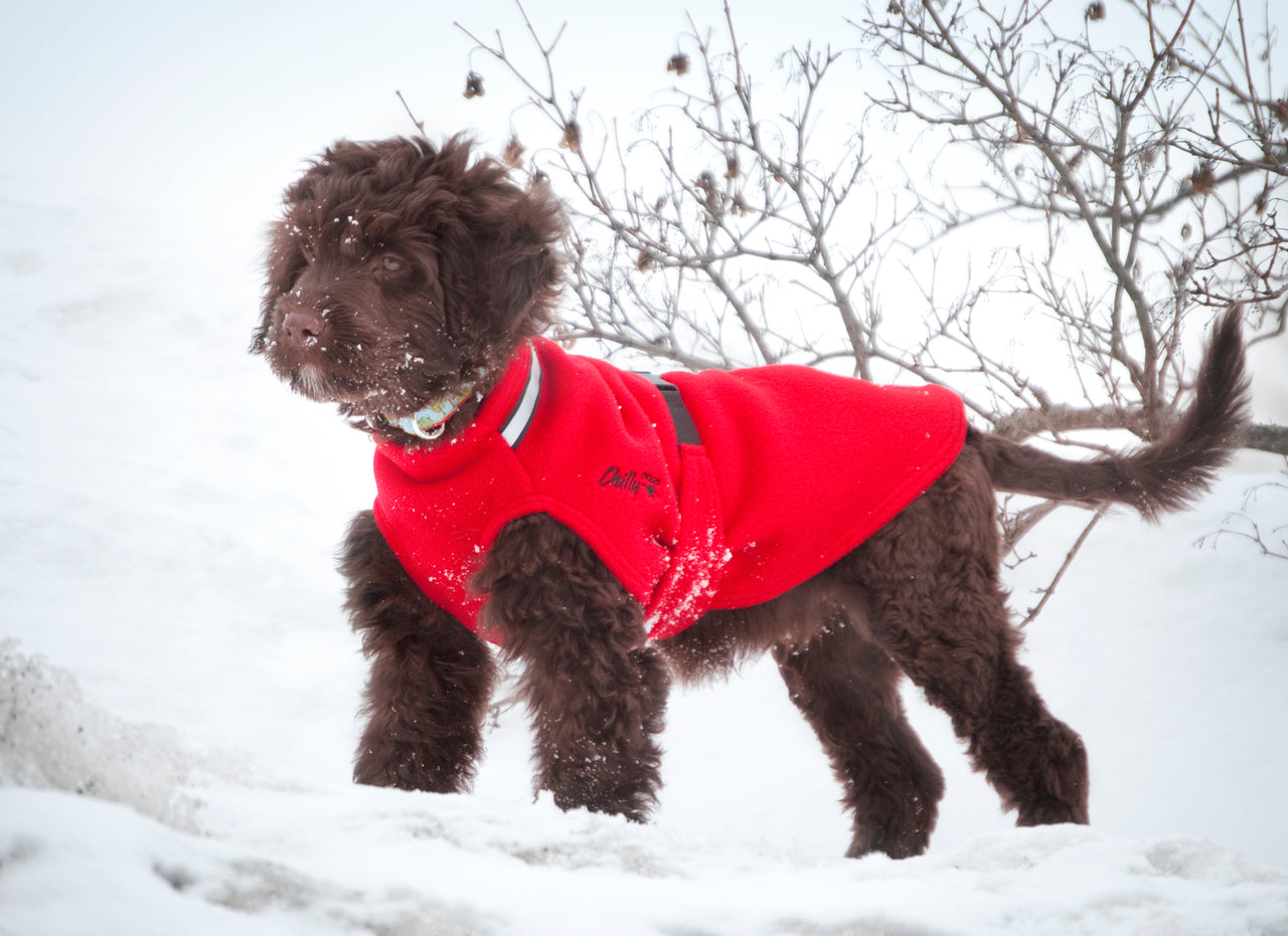 Chilly Sweater - LIGHTLY LOVED