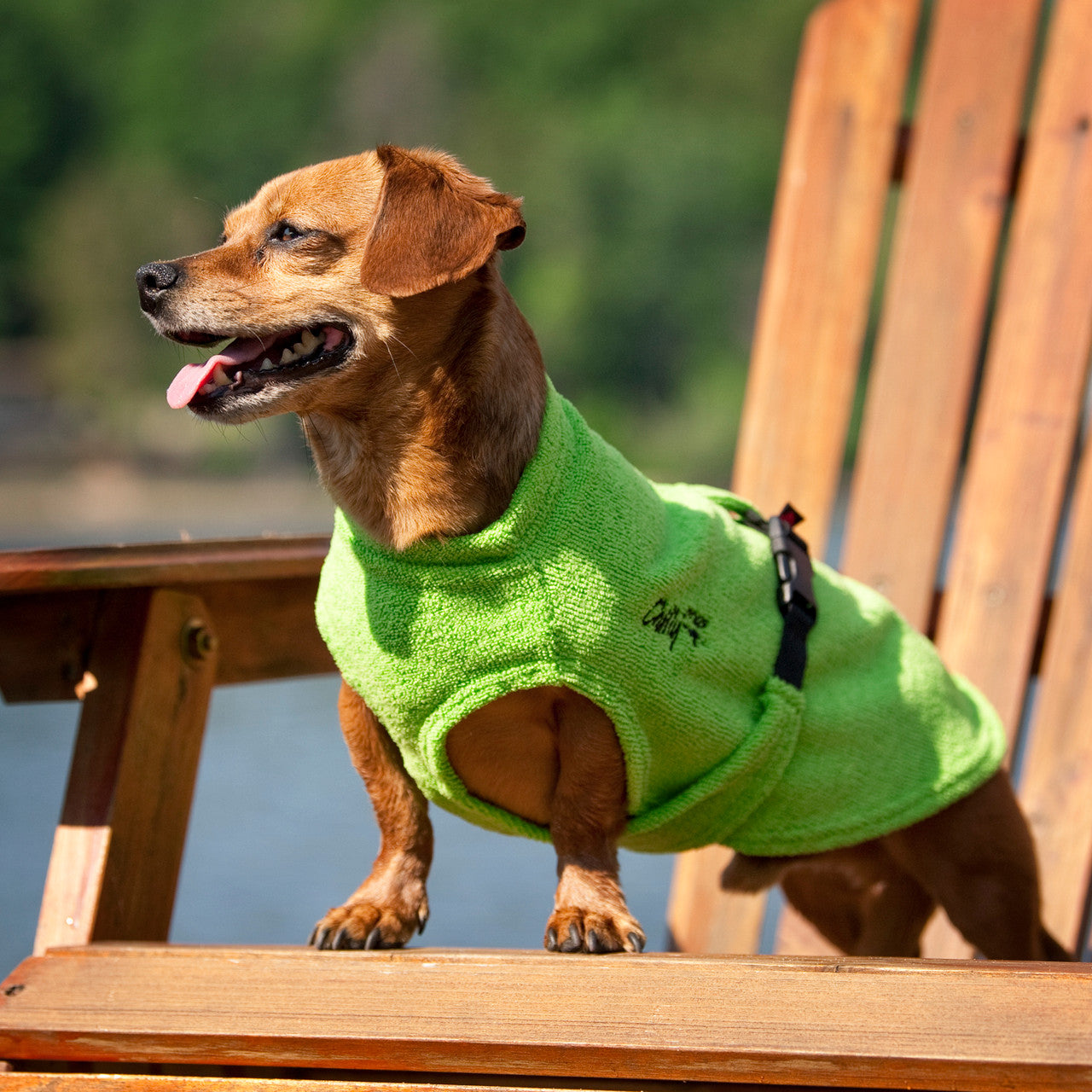 Dog wearing a Nahak harness on a summer trail with Chilly Dogs gear