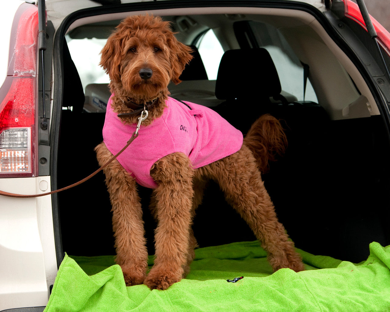 Chilly Dogs Soaker Blanket in the back of a car.