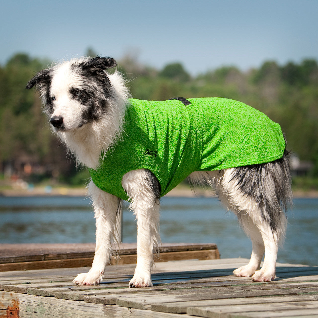 Border Collie wearing the Soaker Robe on the dock at the cottage to keep cool.