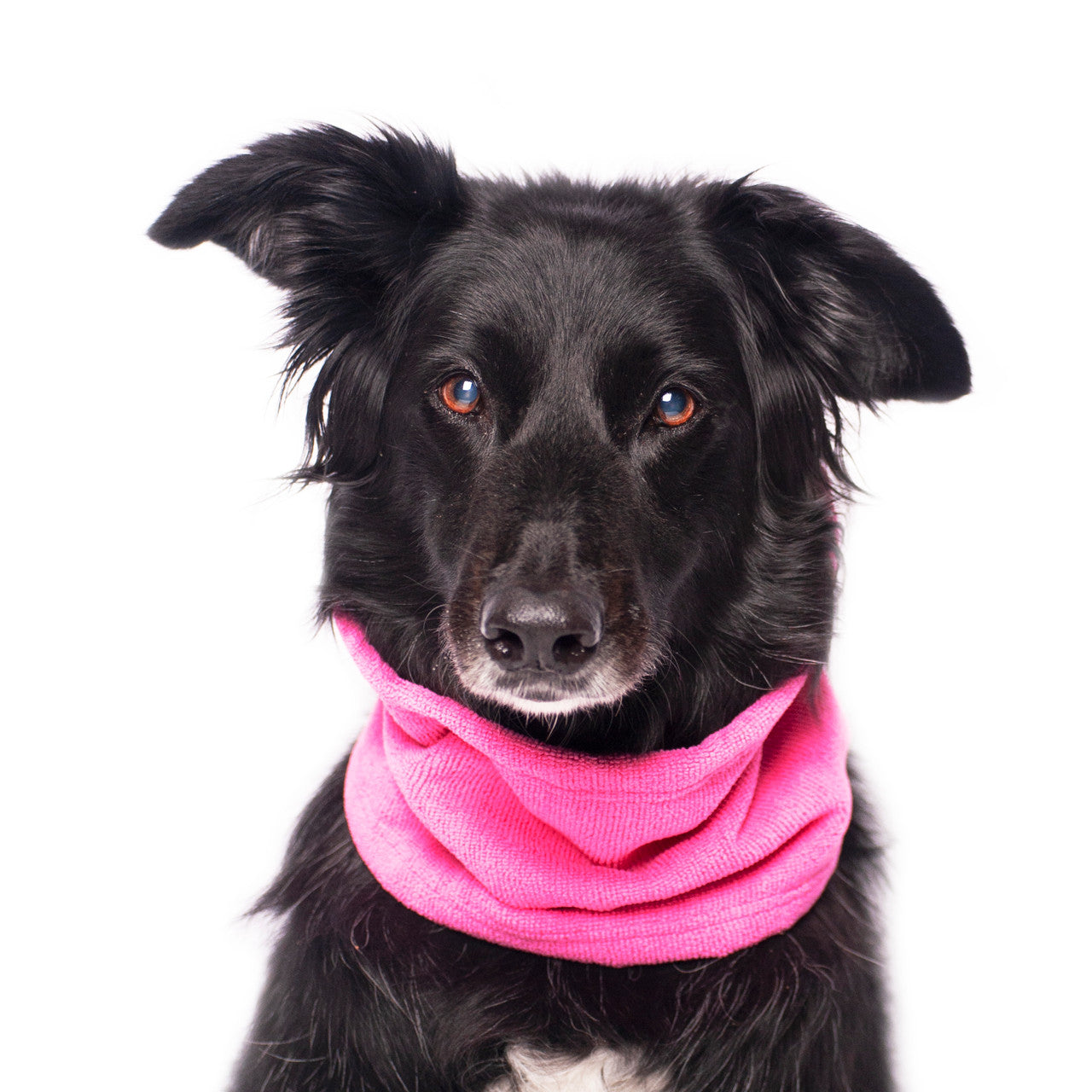 Mixed breed dog wearing the Chilly Dogs Soaker Bandanna in Bubble Gum Pink