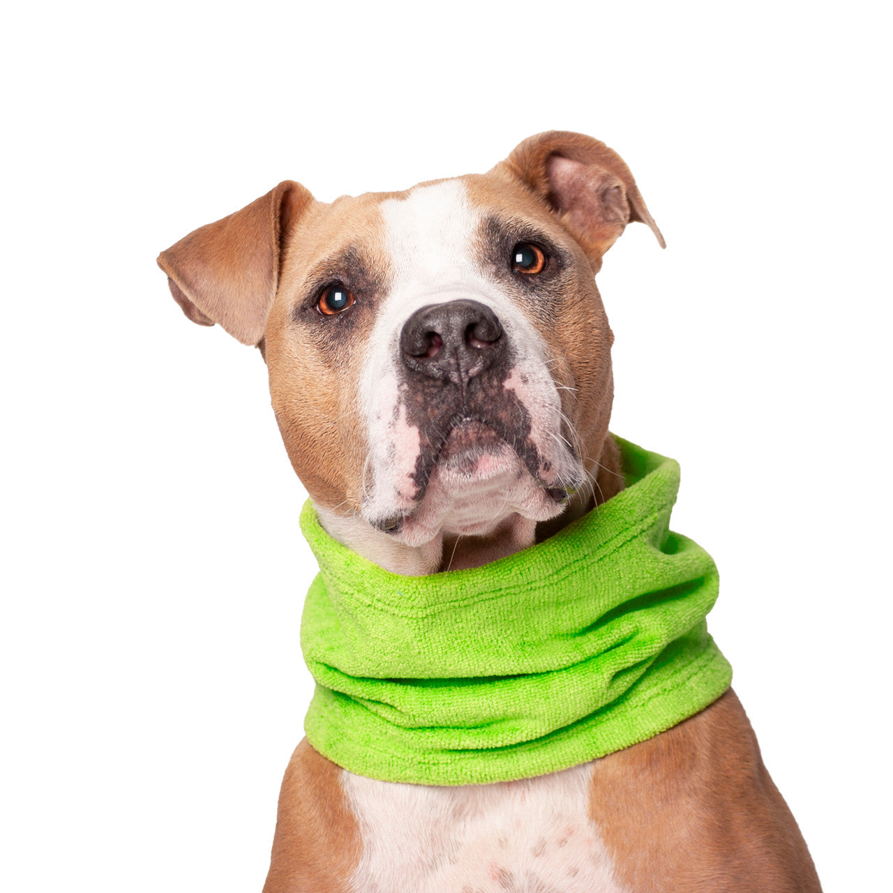 Pit Bull type dog wearing the Chilly Dogs Soaker Bandanna in Lime