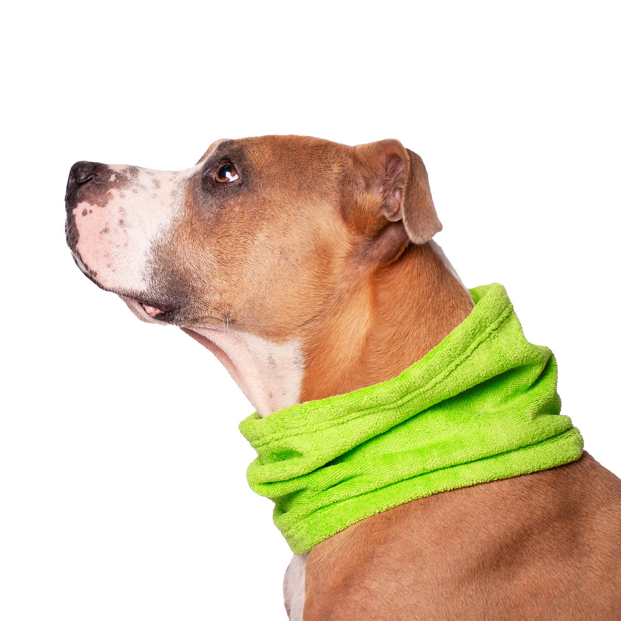 Pit Bull type dog wearing the Chilly Dogs Soaker Bandanna in Lime side profile