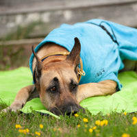 Thumbnail for Great Dane lying on the Soaker Blanket to dry off