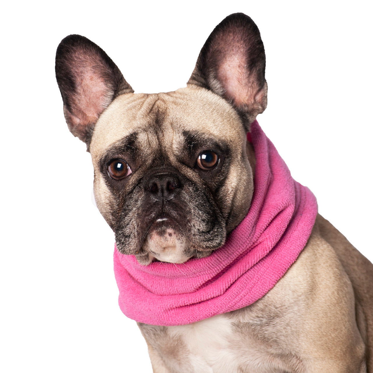 French Bulldog wearing the Chilly Dogs Soaker Bandanna in Pink