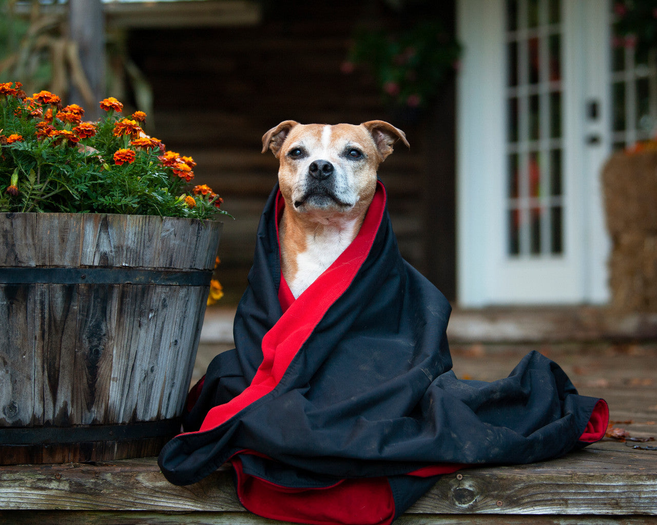 Dog cozy and warm with the Alpine Blanket wrapped around him