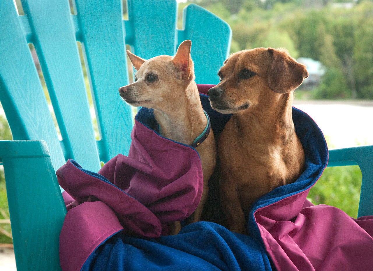 Small dogs cozied up in the Alpine Blanket while camping.