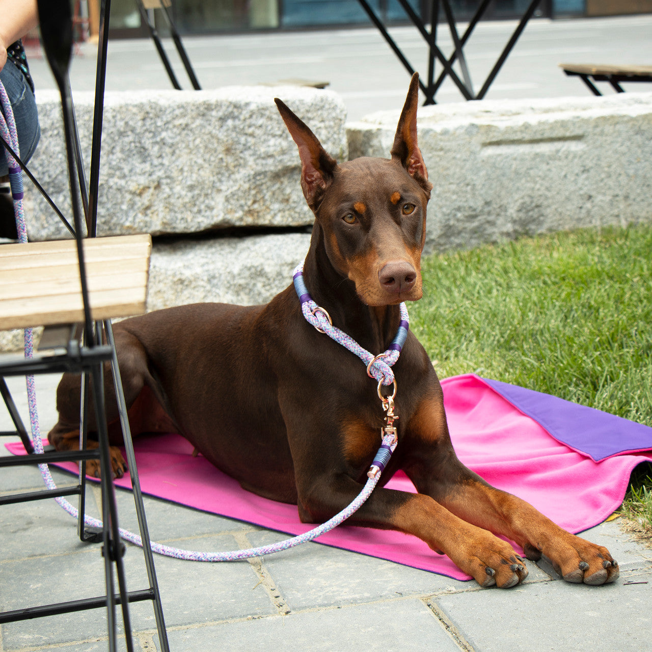 Doberman laying on Alpine Mat in Pink